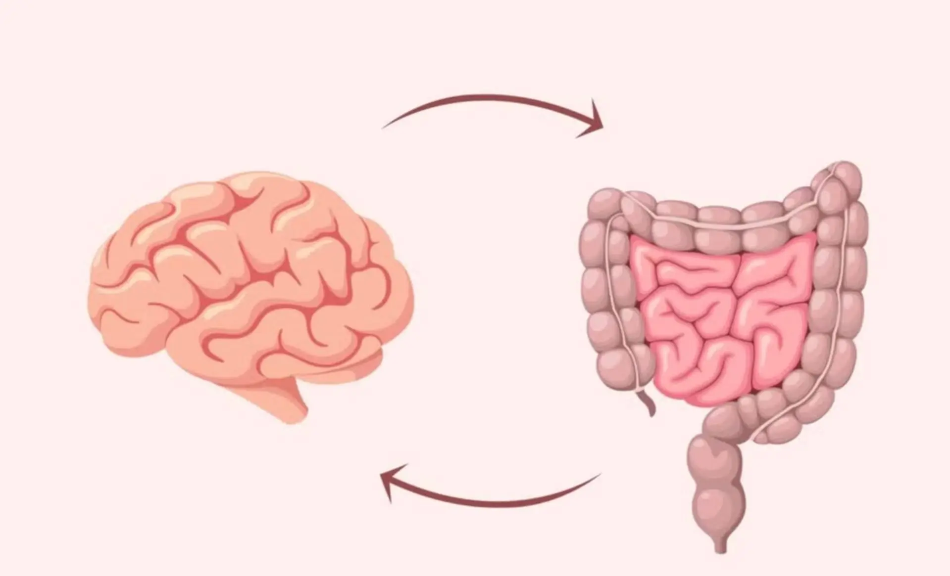 Hệ vi sinh đường ruột – nạn nhân thầm lặng của căng thẳng post thumbnail image